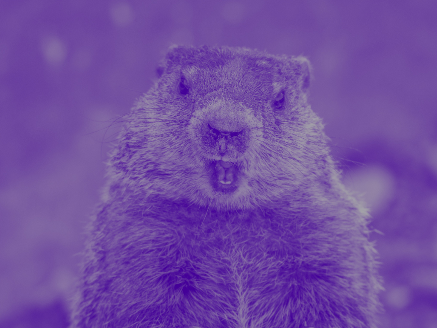 Image of a groundhog with it's mouth open, looking surprised.